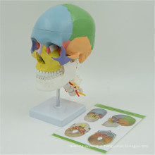 Custom logo design Skull Model With Painted Blood Vessel For Medical Teaching